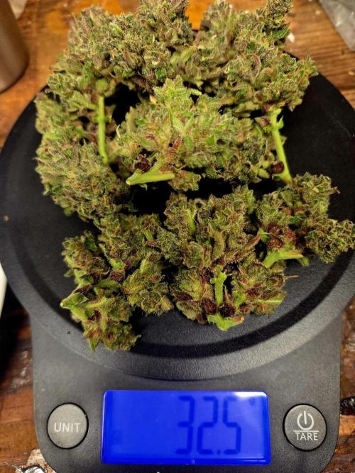 Fall 2025 Grow. Week 13