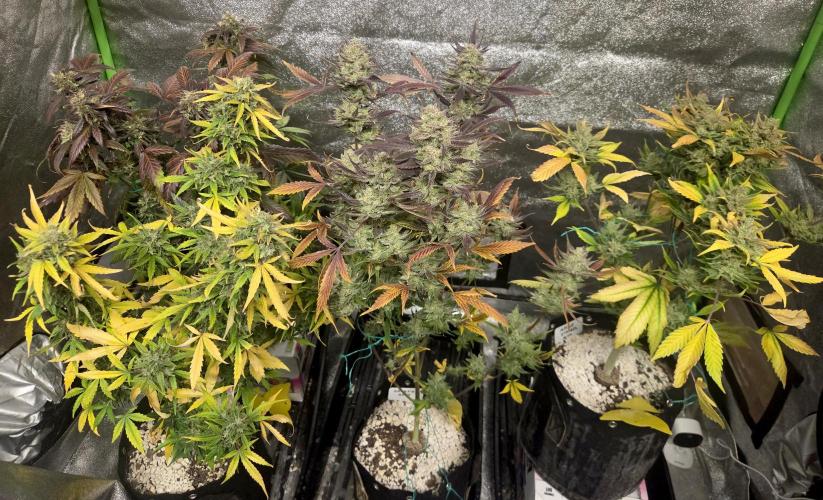 Fall 2025 Grow. Week 13