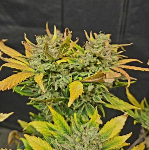 Fall 2025 Grow. Week 14