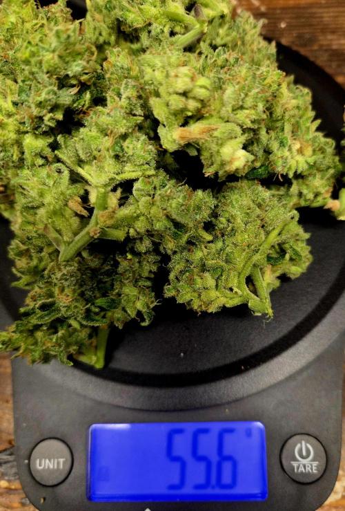 Fall 2025 Grow. Week 14