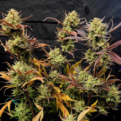 Fall 2025 Grow. Week 14