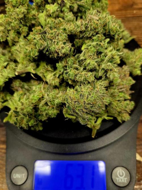 Fall 2025 Grow. Week 14