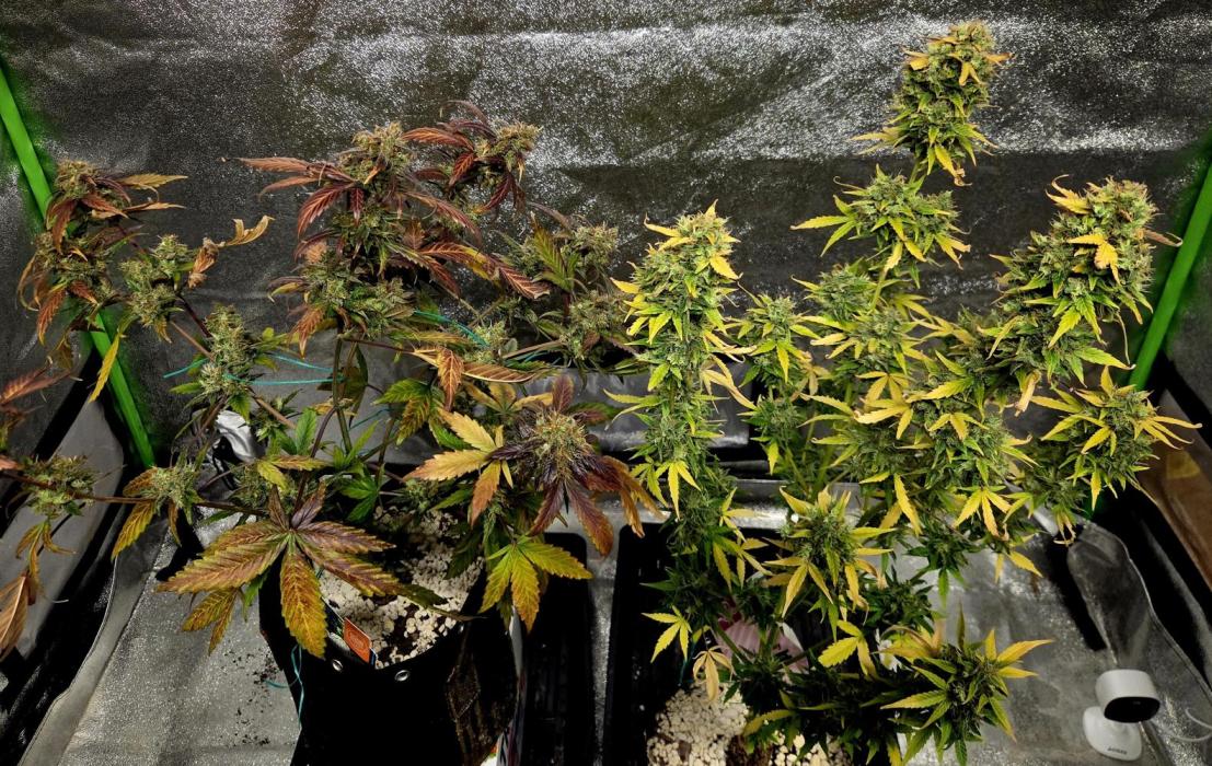 Fall 2025 Grow. Week 14