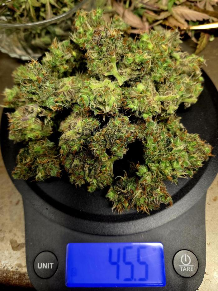 Fall 2025 Grow. Week 15