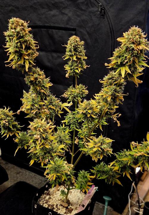 Fall 2025 Grow. Week 15