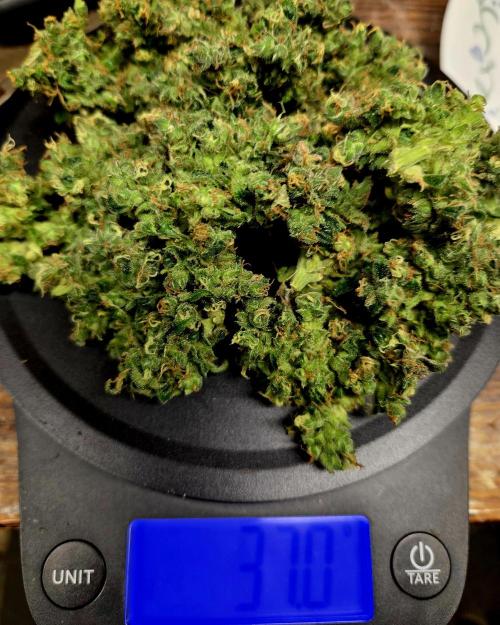 Fall 2025 Grow. Week 15