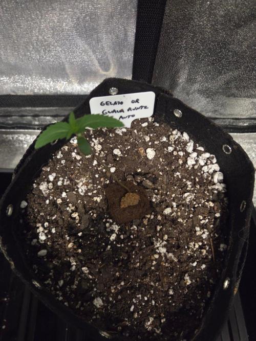 Fall 2026 Grow. Week 0