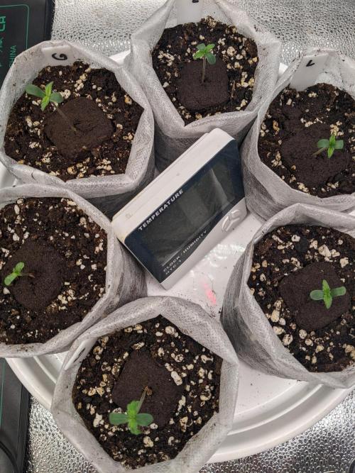 2025 FB - LSD 25; Organic Biotabs. Week 0