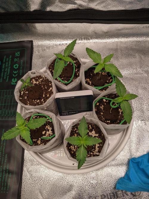 2025 FB - LSD 25; Organic Biotabs. Week 1