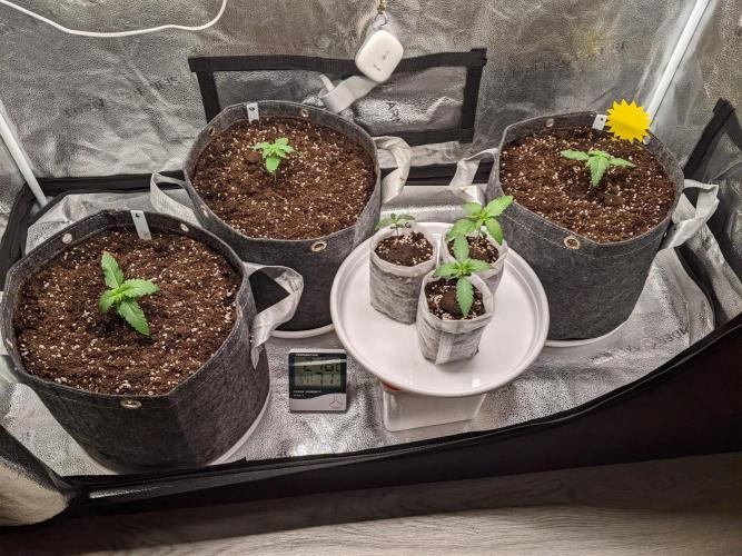 2025 FB - LSD 25; Organic Biotabs. Week 2