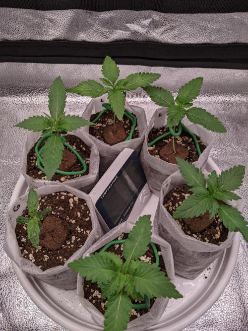 2025 FB - LSD 25; Organic Biotabs. Week 2