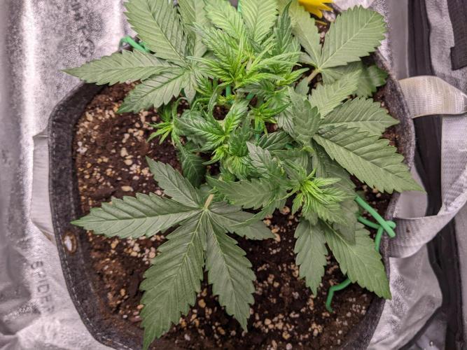 2025 FB - LSD 25; Organic Biotabs. Week 3 - #2 Day 21