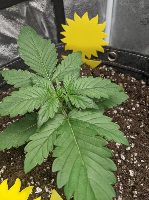 2025 FB - LSD 25; Organic Biotabs. Week 3 - #1 Day 16