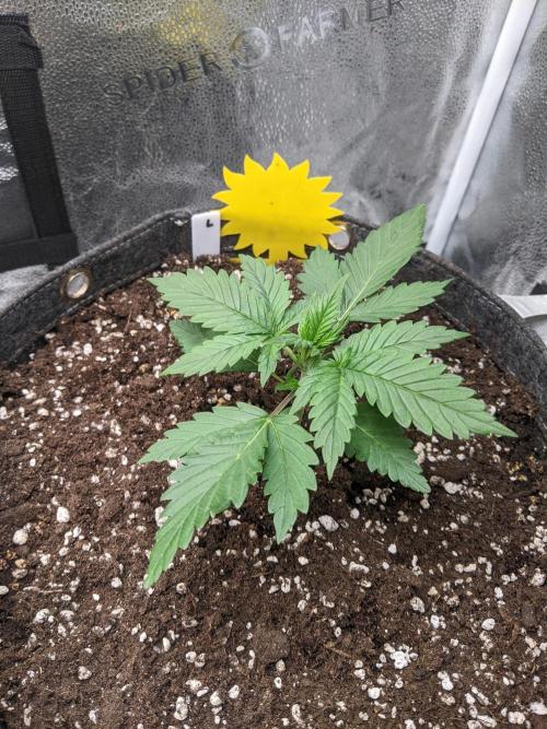 2025 FB - LSD 25; Organic Biotabs. Week 3 - #2 Day 16