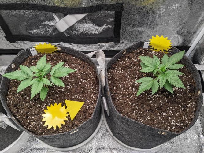 2025 FB - LSD 25; Organic Biotabs. Week 3 - Day 16 - all LSD right and left side