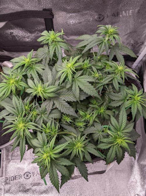 2025 FB - LSD 25; Organic Biotabs. Week 4 - Day 28 #2