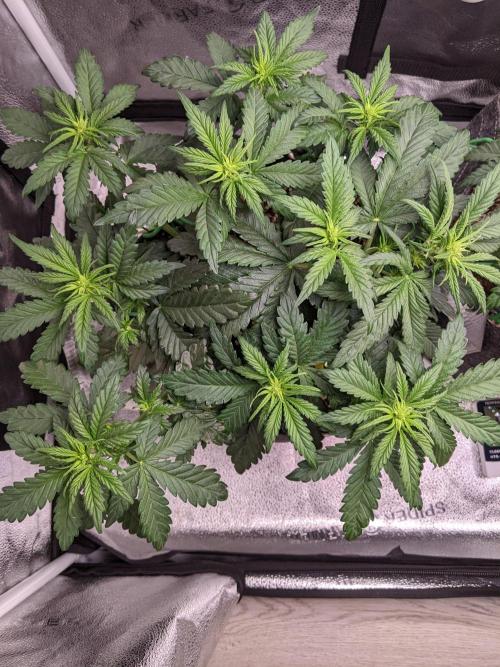 2025 FB - LSD 25; Organic Biotabs. Week 4 - Day 28 #1