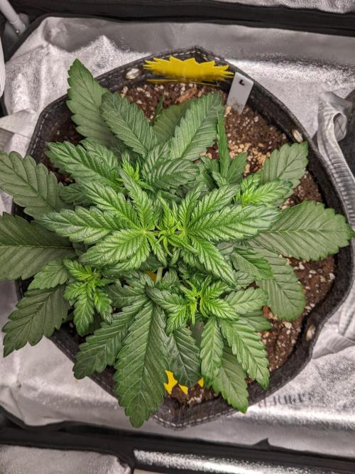 2025 FB - LSD 25; Organic Biotabs. Week 4 - Day 22 #1