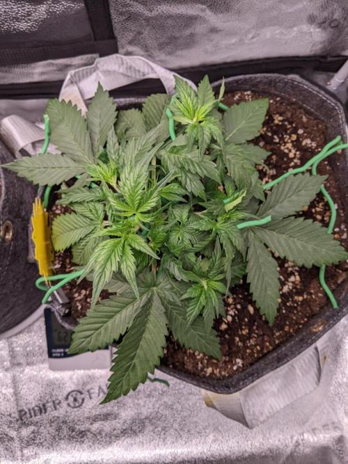 2025 FB - LSD 25; Organic Biotabs. Week 4 - Day 22 #2