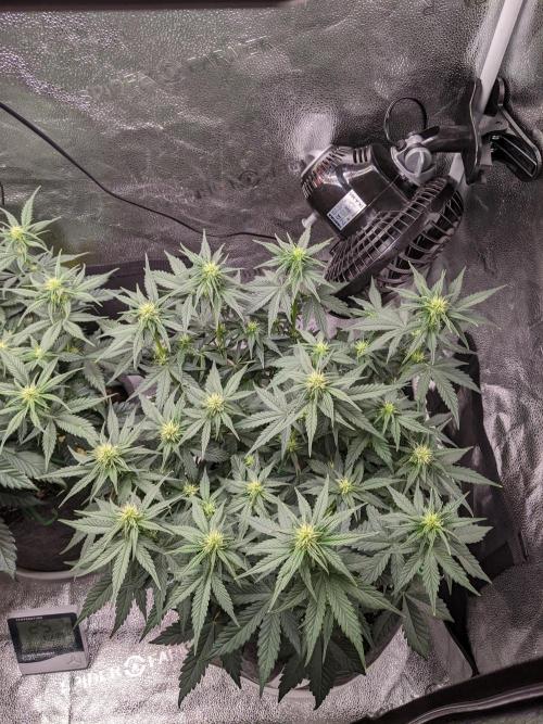 2025 FB - LSD 25; Organic Biotabs. Week 5 - Day 35 #2