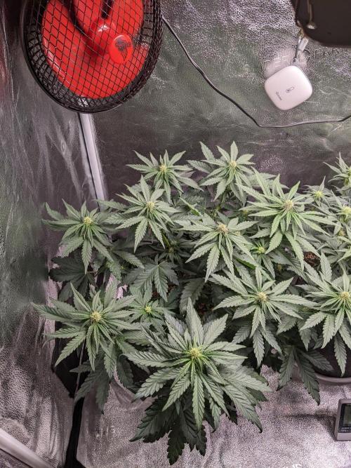 2025 FB - LSD 25; Organic Biotabs. Week 5 - Day 35 #1