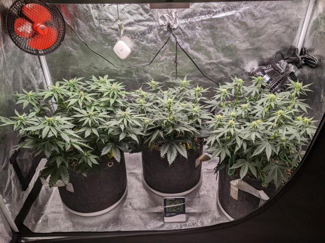 2025 FB - LSD 25; Organic Biotabs. Week 5 - Day 35