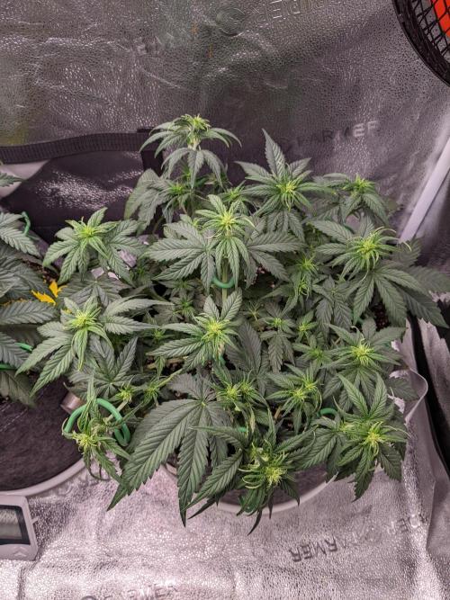 2025 FB - LSD 25; Organic Biotabs. Week 5 - Day 29 #2