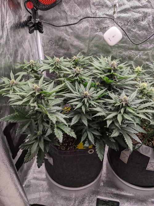 2025 FB - LSD 25; Organic Biotabs. Week 6 - Day 42 #1