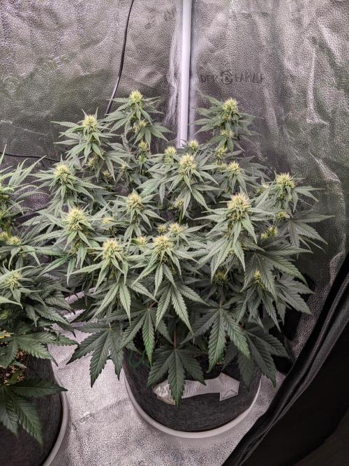 2025 FB - LSD 25; Organic Biotabs. Week 6 - Day 42 #2