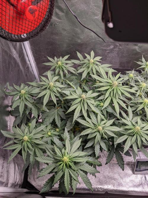 2025 FB - LSD 25; Organic Biotabs. Week 6 - Day 36 #1