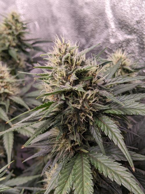 2025 FB - LSD 25; Organic Biotabs. Week 7 - Day 49 #2