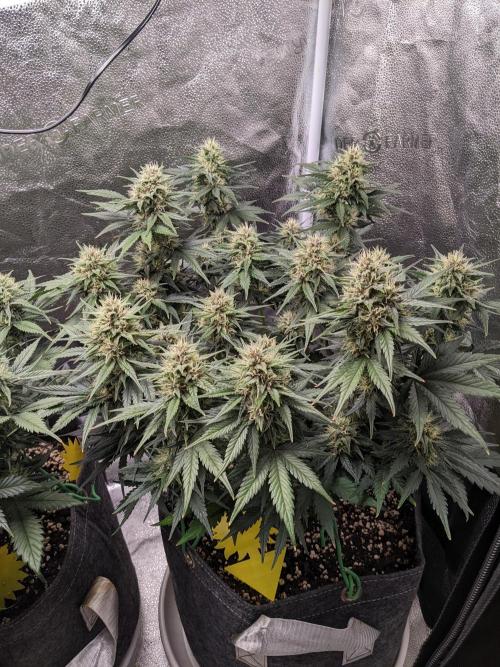 2025 FB - LSD 25; Organic Biotabs. Week 7 - Day 49 #2