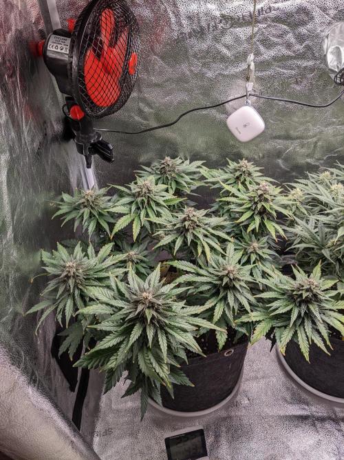 2025 FB - LSD 25; Organic Biotabs. Week 7 - Day 49 #1