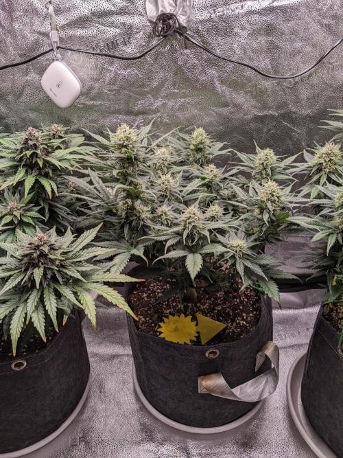 2025 FB - LSD 25; Organic Biotabs. Week 7