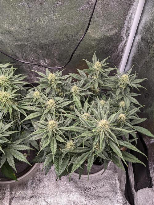 2025 FB - LSD 25; Organic Biotabs. Week 7 - Day 43 #2