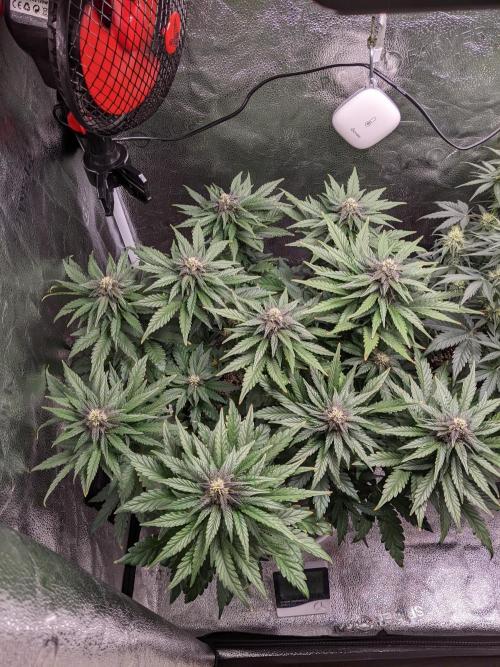 2025 FB - LSD 25; Organic Biotabs. Week 7 - Day 43 #1