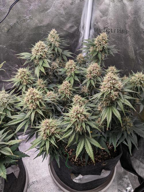 2025 FB - LSD 25; Organic Biotabs. Week 8 - Day 56 #2