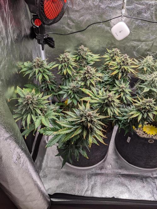 2025 FB - LSD 25; Organic Biotabs. Week 8 - Day 57 #1