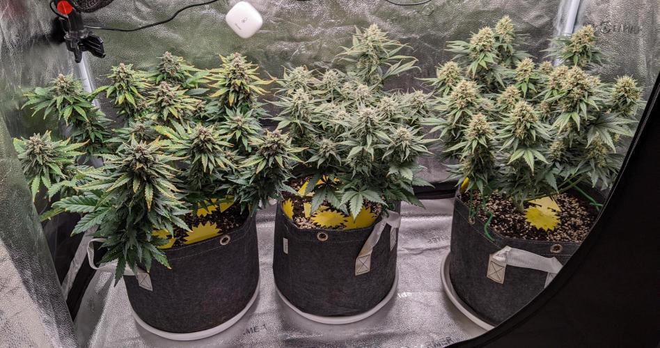 2025 FB - LSD 25; Organic Biotabs. Week 8 - Day 57