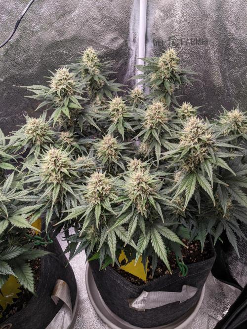 2025 FB - LSD 25; Organic Biotabs. Week 8 - Day 50 #2