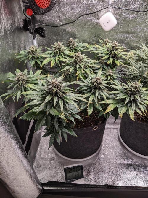 2025 FB - LSD 25; Organic Biotabs. Week 8 - Day 50 #1