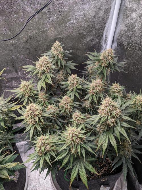 2025 FB - LSD 25; Organic Biotabs. Week 9 - Day 58 #2