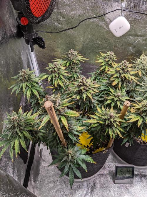 2025 FB - LSD 25; Organic Biotabs. Week 9 - Day 58 #1