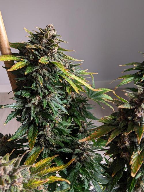 2025 FB - LSD 25; Organic Biotabs. Week 9 - Day 58 #1