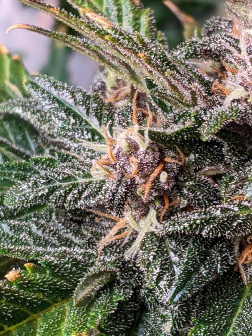 2025 FB - LSD 25; Organic Biotabs. Week 9 - Day 58 #1