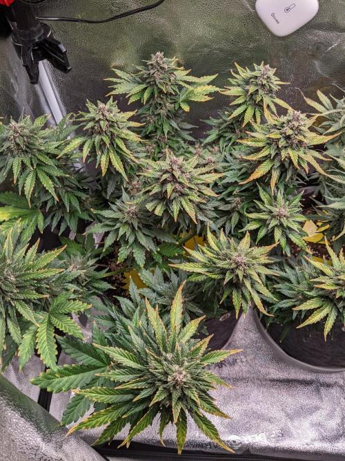 2025 FB - LSD 25; Organic Biotabs. Week 9 - Day 57 #1