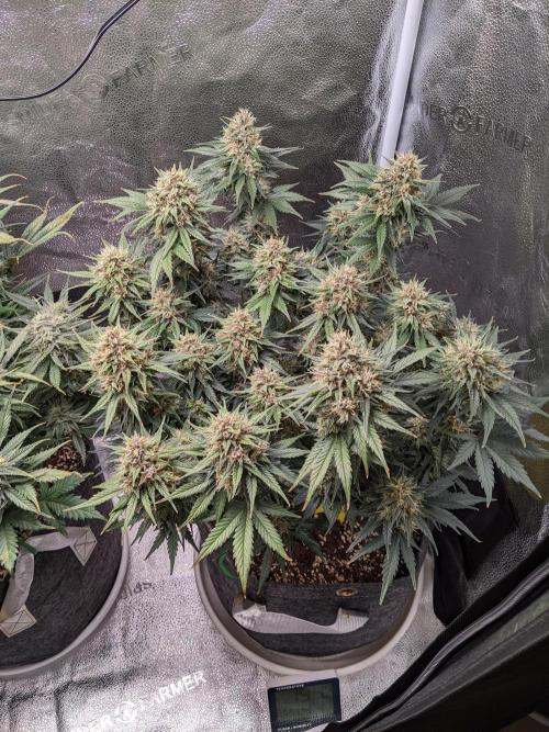 2025 FB - LSD 25; Organic Biotabs. Week 9 - Day 57 #2