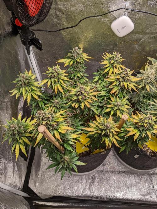 2025 FB - LSD 25; Organic Biotabs. Week 9 - Day 60 #1