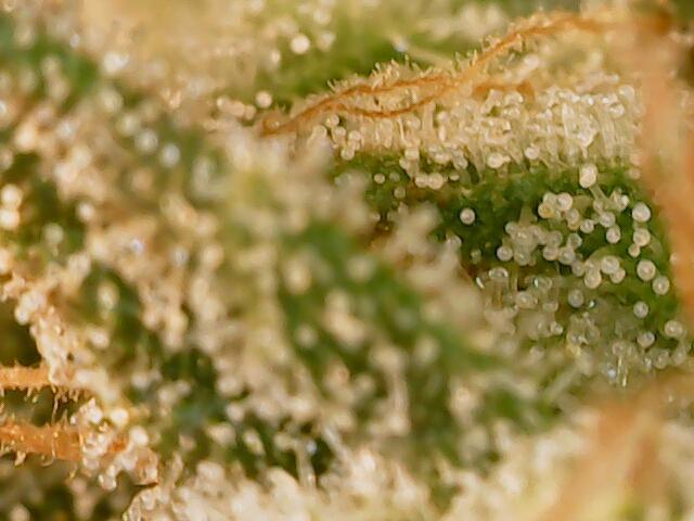 2025 FB - LSD 25; Organic Biotabs. Week 9