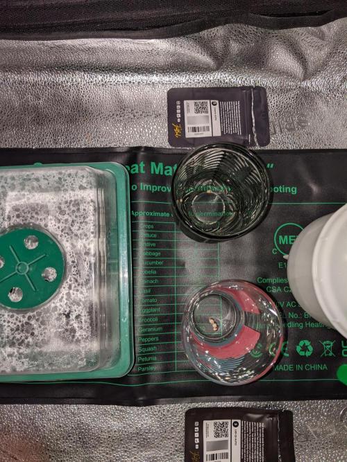 2025 FB - Guava; Organic Biotabs. Week 0